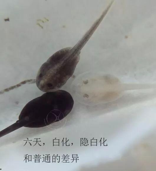 国产蝌蚪网,探索创新与发展的网络新势力